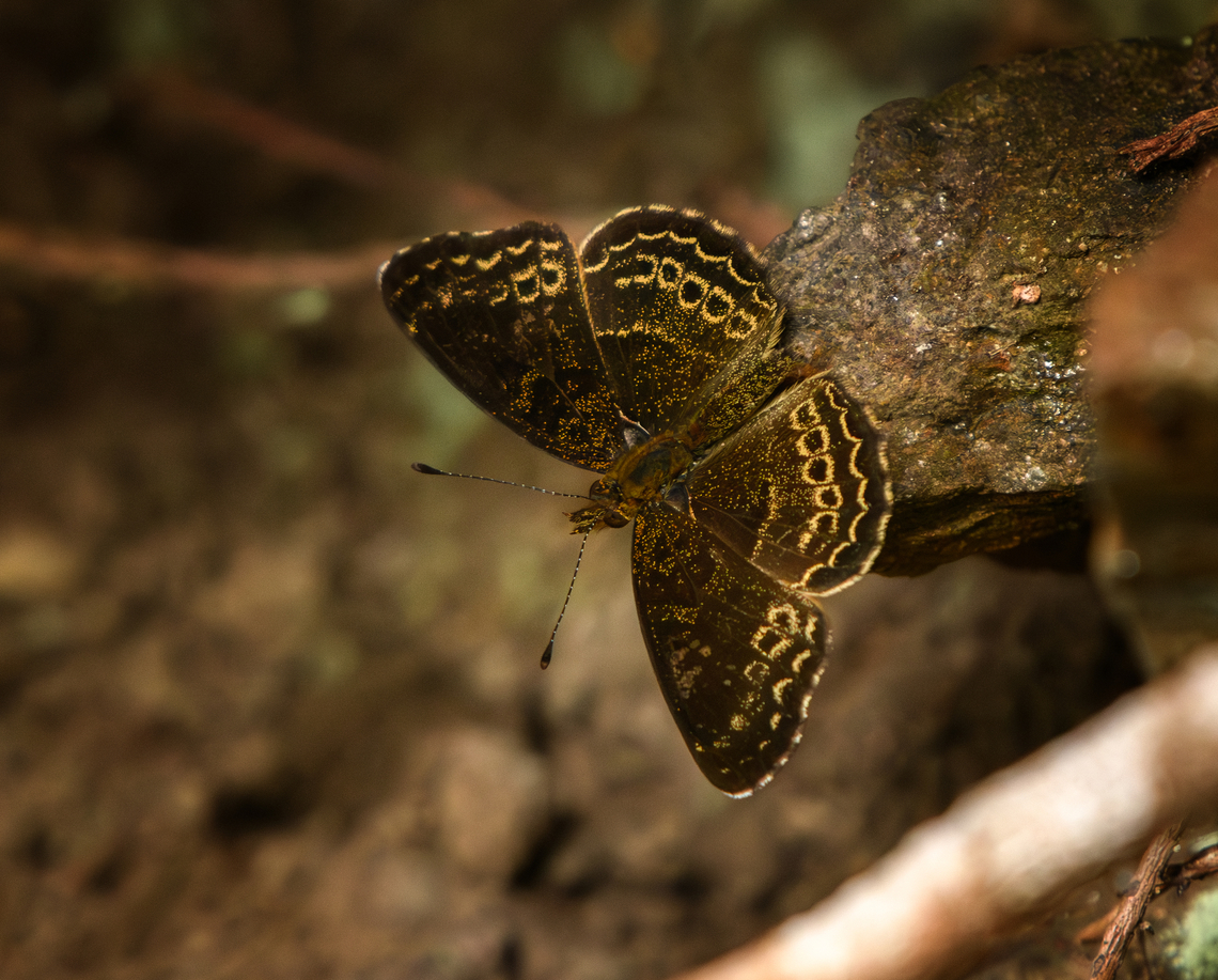 Telenassa delphia, Santa Marta, Colombia  Colombia,Colombia 2024,Fall,Geotagged,Santa Marta,Sierra Nevada de Santa Marta,South America,Telenassa delphia,World