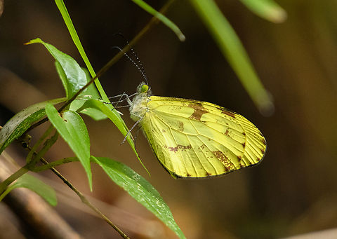 Dismorphia medora, Santa Marta, Colombia  Colombia,Colombia 2024,Dismorphia medora,Fall,Geotagged,Medora Mimic-White,Santa Marta,Sierra Nevada de Santa Marta,South America,World
