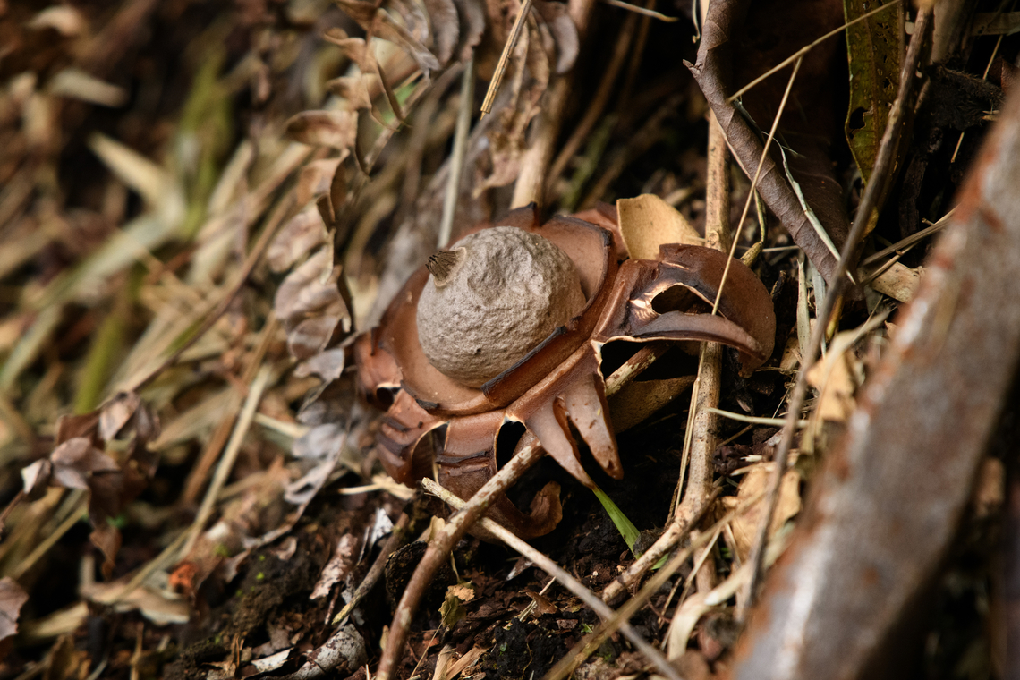 Earthstars (Geastrum), Santa Marta, Colombia This one has seen better days. Colombia,Colombia 2024,Fall,Geotagged,Santa Marta,Sierra Nevada de Santa Marta,South America,World