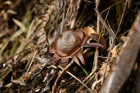 Earthstars (Geastrum), Santa Marta, Colombia This one has seen better days. Colombia,Colombia 2024,Fall,Geotagged,Santa Marta,Sierra Nevada de Santa Marta,South America,World