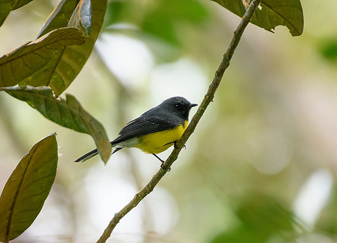 Slate-throated Redstart, Santa Marta, Colombia  Colombia,Colombia 2024,Fall,Geotagged,Myioborus miniatus,Santa Marta,Sierra Nevada de Santa Marta,Slate-throated Redstart,South America,World