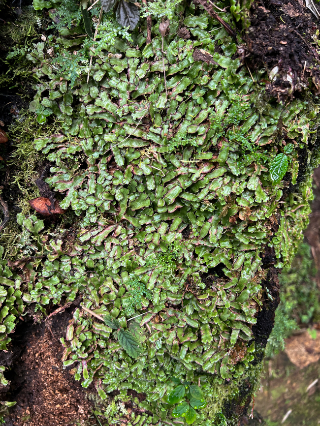 Liverwort? Santa Marta, Colombia  Colombia,Colombia 2024,Fall,Geotagged,Santa Marta,Sierra Nevada de Santa Marta,South America,World