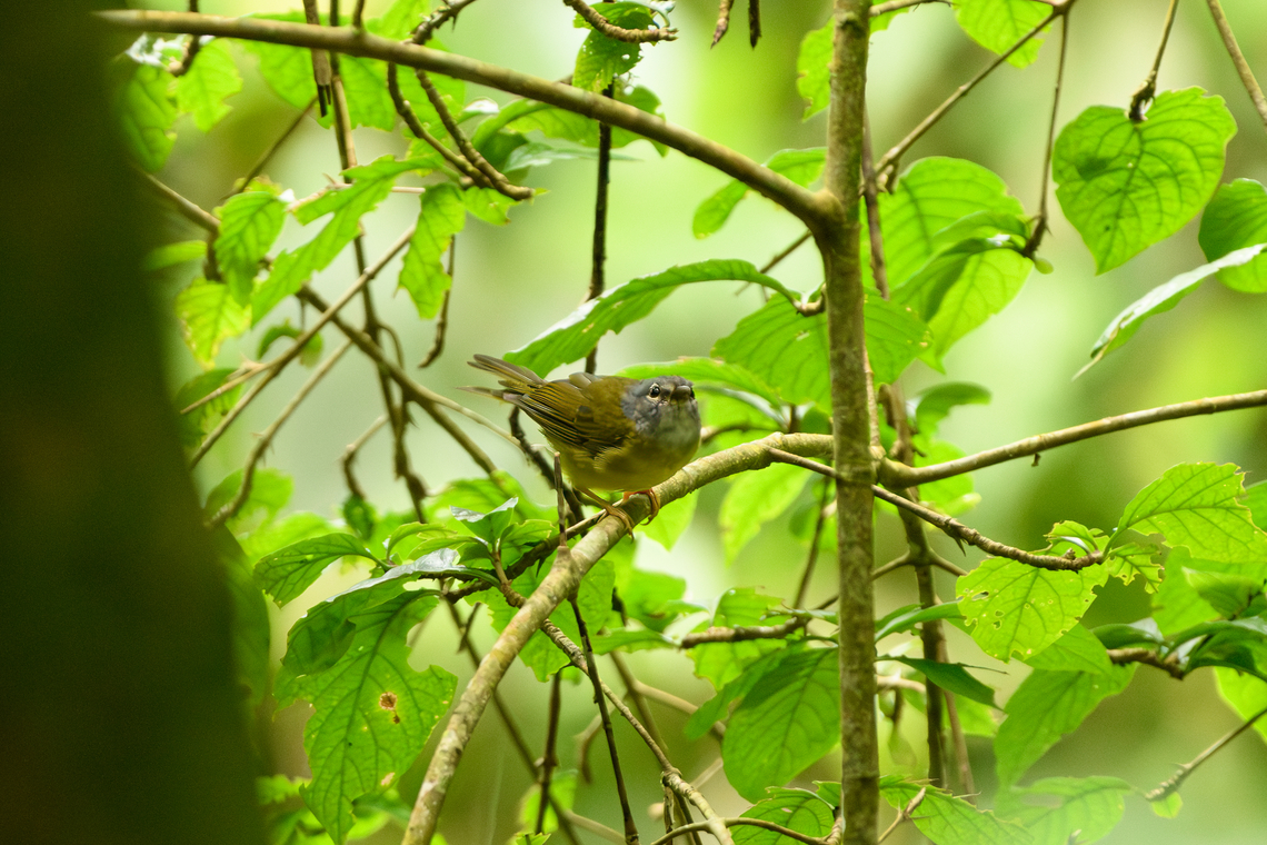 White-lored Warbler, Santa Marta, Colombia Endemic to Santa Marta. Colombia,Colombia 2024,Fall,Geotagged,Myiothlypis conspicillata,Santa Marta,Sierra Nevada de Santa Marta,South America,White-lored warbler,World