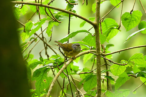 White-lored Warbler, Santa Marta, Colombia Endemic to Santa Marta. Colombia,Colombia 2024,Fall,Geotagged,Myiothlypis conspicillata,Santa Marta,Sierra Nevada de Santa Marta,South America,White-lored warbler,World