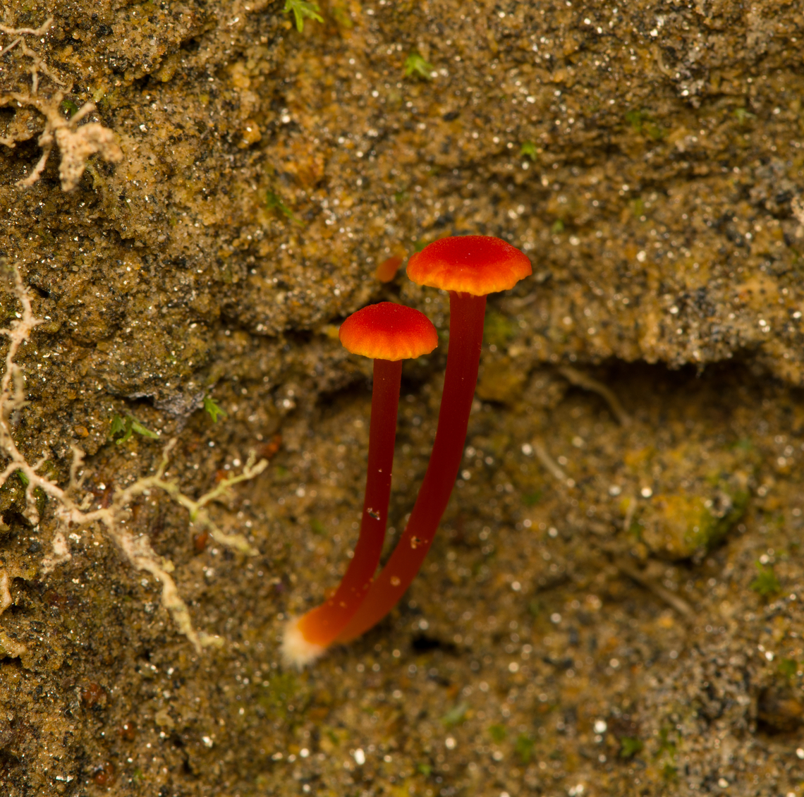 Waxcap? Santa Marta, Colombia  Colombia,Colombia 2024,Fall,Geotagged,Santa Marta,Sierra Nevada de Santa Marta,South America,World