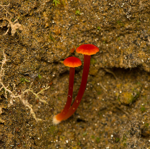 Waxcap? Santa Marta, Colombia  Colombia,Colombia 2024,Fall,Geotagged,Santa Marta,Sierra Nevada de Santa Marta,South America,World