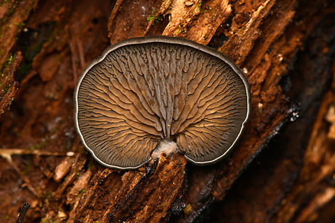 Gilled Polypore, Santa Marta, Colombia  Colombia,Colombia 2024,Fall,Geotagged,Santa Marta,Sierra Nevada de Santa Marta,South America,World