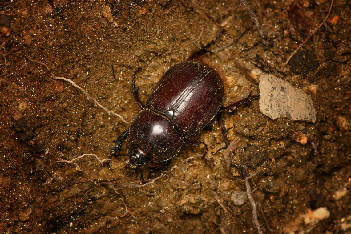 Heterogomphus chevrolatii, Santa Marta, Colombia Female. Colombia,Colombia 2024,Fall,Geotagged,Heterogomphus chevrolatii,Santa Marta,Sierra Nevada de Santa Marta,South America,World