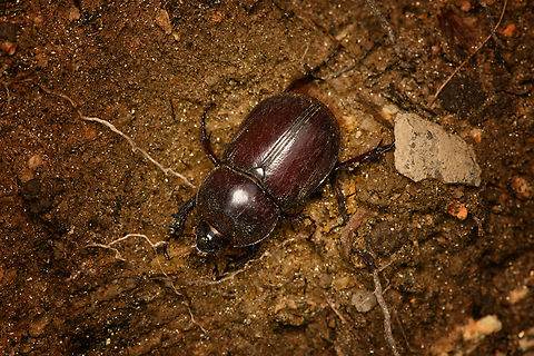 Heterogomphus chevrolatii, Santa Marta, Colombia Female. Colombia,Colombia 2024,Fall,Geotagged,Heterogomphus chevrolatii,Santa Marta,Sierra Nevada de Santa Marta,South America,World