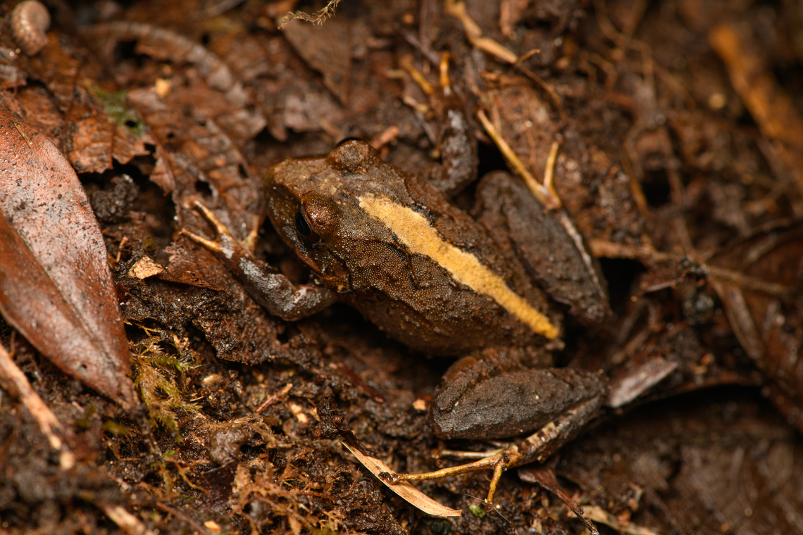 Serranobatrachus megalops #3, Santa Marta, Colombia  Colombia,Colombia 2024,Fall,Geotagged,Santa Marta,Serranobatrachus megalops,Sierra Nevada de Santa Marta,South America,World