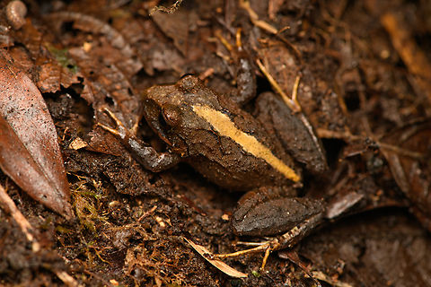 Serranobatrachus megalops #3, Santa Marta, Colombia  Colombia,Colombia 2024,Fall,Geotagged,Santa Marta,Serranobatrachus megalops,Sierra Nevada de Santa Marta,South America,World