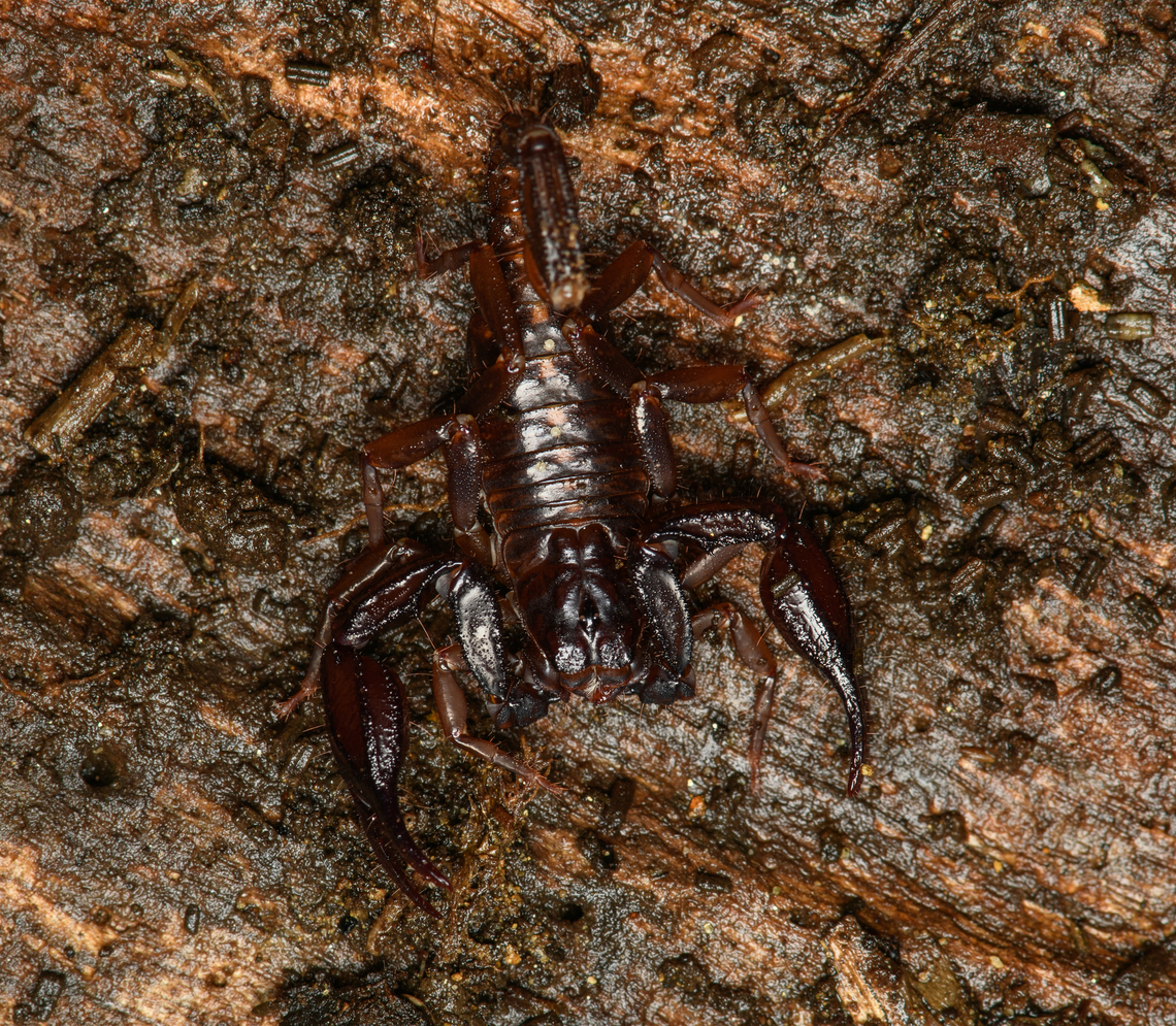 Fatclaw Scorpion, Santa Marta, Colombia Probably in the Chactas genus. Colombia,Colombia 2024,Fall,Geotagged,Santa Marta,Sierra Nevada de Santa Marta,South America,World