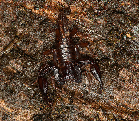 Fatclaw Scorpion, Santa Marta, Colombia Probably in the Chactas genus. Colombia,Colombia 2024,Fall,Geotagged,Santa Marta,Sierra Nevada de Santa Marta,South America,World