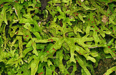Pseudocyphellaria rufovirescens