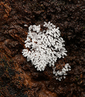 Ceratiomyxa fruticulosa var. descendens, Santa Marta, Colombia Slime mold. Ceratiomyxa fruticulosa,Colombia,Colombia 2024,Fall,Geotagged,Santa Marta,Sierra Nevada de Santa Marta,South America,World