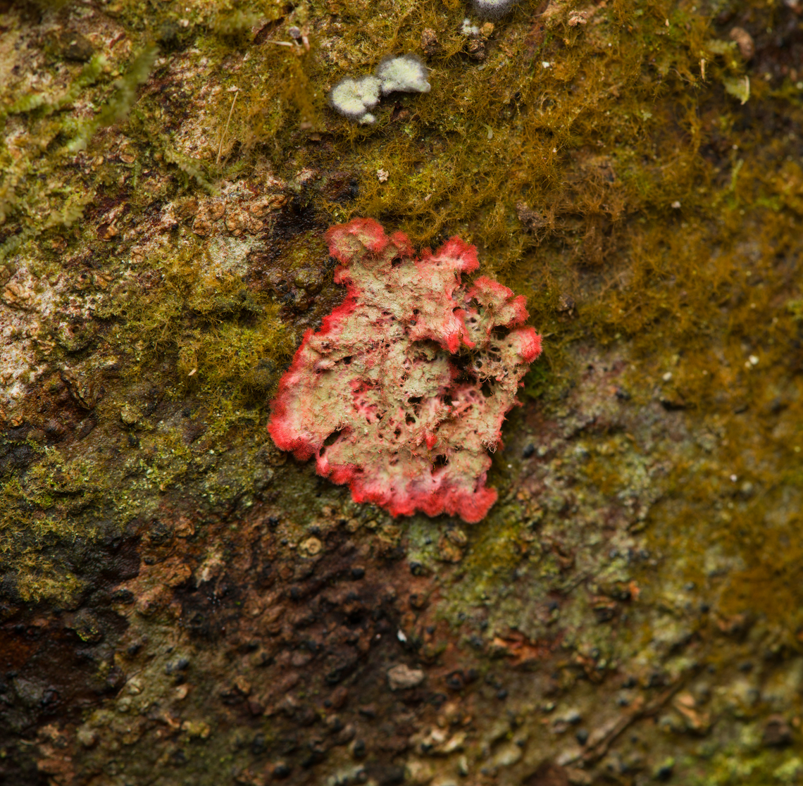Herpothallon rubrocinctum, Santa Marta, Colombia  Christmas Lichen,Colombia,Colombia 2024,Fall,Geotagged,Herpothallon rubrocinctum,Santa Marta,Sierra Nevada de Santa Marta,South America,World