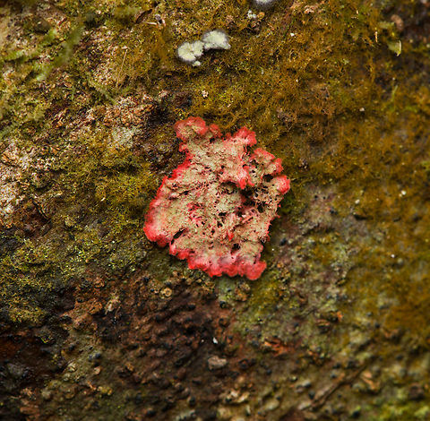 Herpothallon rubrocinctum, Santa Marta, Colombia  Christmas Lichen,Colombia,Colombia 2024,Fall,Geotagged,Herpothallon rubrocinctum,Santa Marta,Sierra Nevada de Santa Marta,South America,World