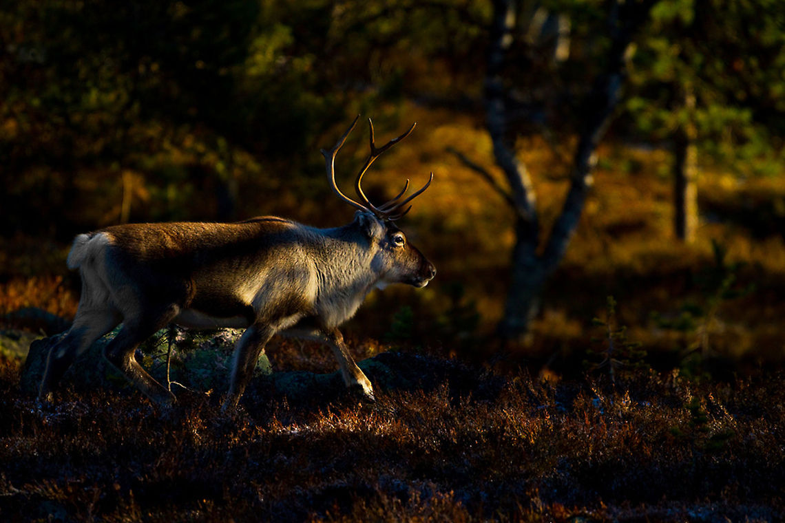 Reindeer in the taiga Reindeer in gorgeous forest twilight, courtesy of @Henrik Just Forest,Rangifer tarandus,Reindeer,Sweden