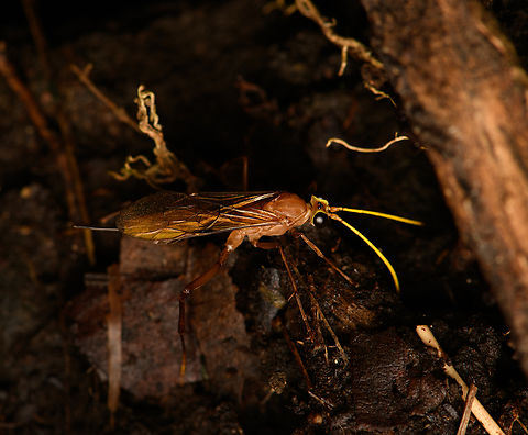 Ichneumonid Wasp, Santa Marta, Colombia With distinctive yellow antennae. Colombia,Colombia 2024,Fall,Geotagged,Santa Marta,Sierra Nevada de Santa Marta,South America,World