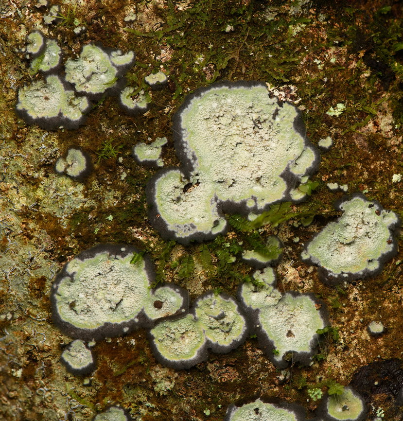 Arthoniaceae, Santa Marta, Colombia Found on a tree. Colombia,Colombia 2024,Fall,Geotagged,Santa Marta,Sierra Nevada de Santa Marta,South America,World