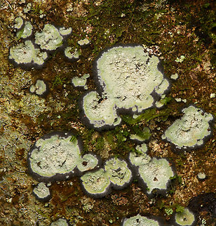 Arthoniaceae, Santa Marta, Colombia Found on a tree. Colombia,Colombia 2024,Fall,Geotagged,Santa Marta,Sierra Nevada de Santa Marta,South America,World