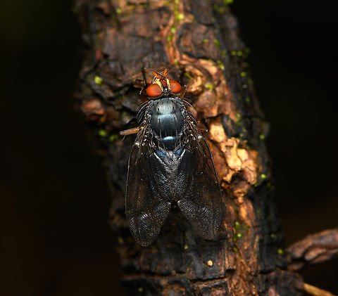 Blepharicnema splendens, Santa Marta, Colombia This species can look green, blue or pink. Blepharicnema splendens,Colombia,Colombia 2024,Fall,Geotagged,Santa Marta,Sierra Nevada de Santa Marta,South America,World
