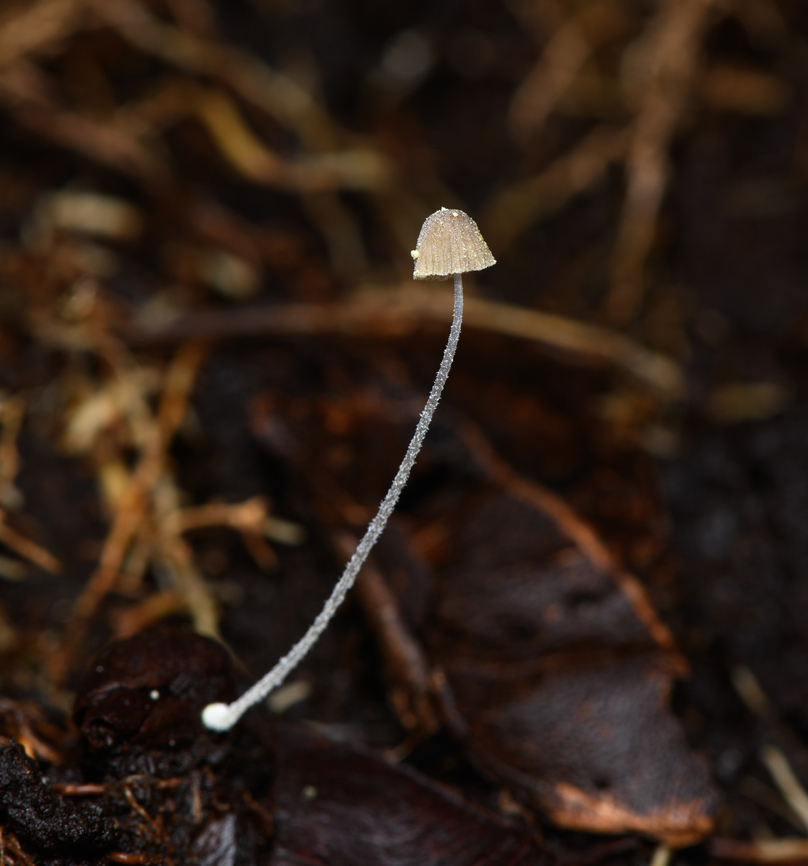 Fungus growing out of dead leaf, Santa Marta, Colombia  Colombia,Colombia 2024,Fall,Geotagged,Santa Marta,Sierra Nevada de Santa Marta,South America,World