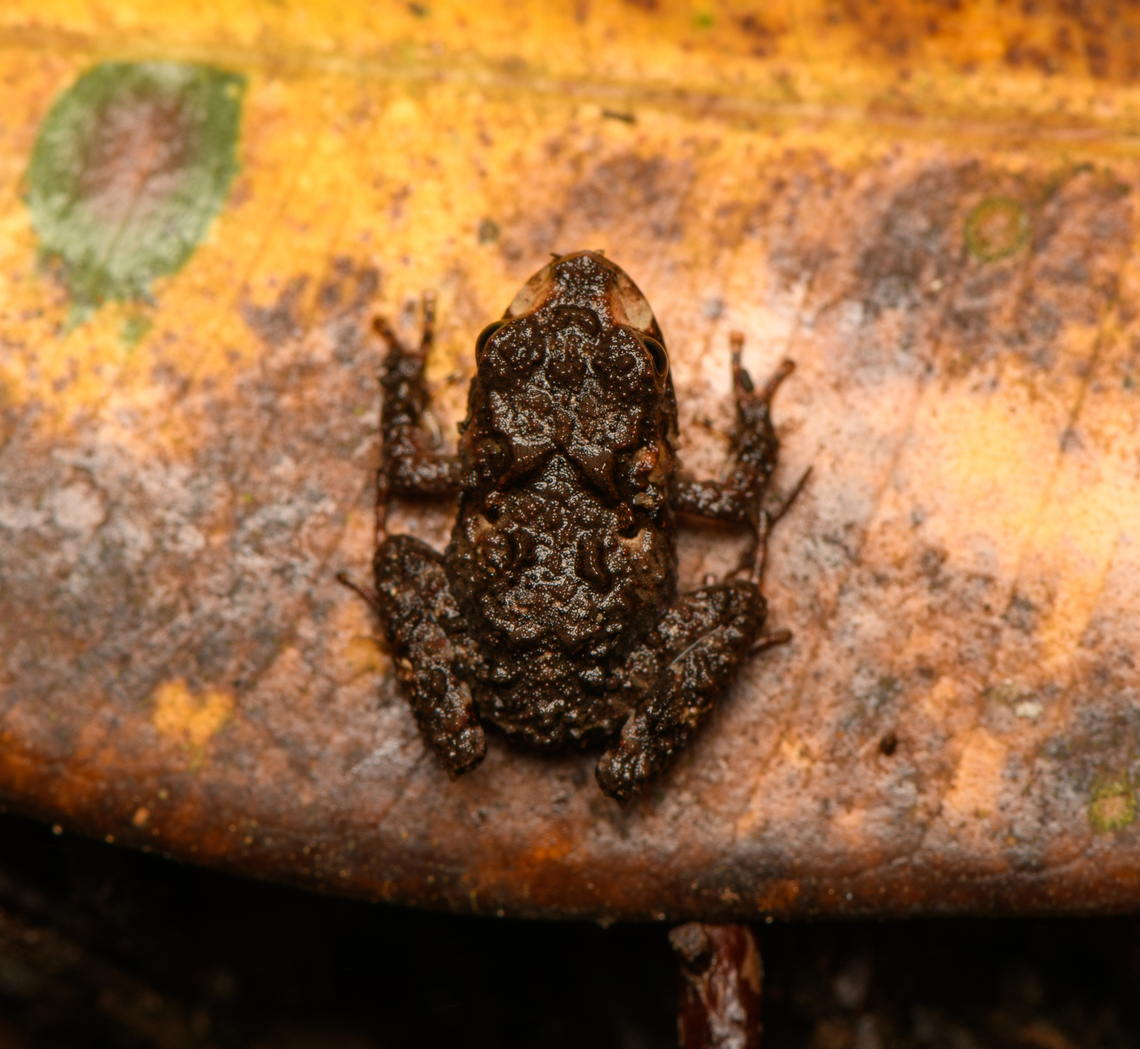 Serranobatrachus delicatus, Santa Marta, Colombia ID by Andr&eacute;s Camilo Montes-Correa.<br />
<figure class="photo"><a href="https://www.jungledragon.com/image/165013/serranobatrachus_delicatus_santa_marta_colombia.html" title="Serranobatrachus delicatus, Santa Marta, Colombia"><img src="https://s3.amazonaws.com/media.jungledragon.com/images/2/165013_thumb.jpg?AWSAccessKeyId=05GMT0V3GWVNE7GGM1R2&Expires=1759968010&Signature=tySKZVQwYQZg%2BCv8Xk4THZuwh9w%3D" width="200" height="134" alt="Serranobatrachus delicatus, Santa Marta, Colombia On our guide Manuel&#039;s index finger. ID by Andr&eacute;s Camilo Montes-Correa.<br />
https://www.jungledragon.com/image/165012/serranobatrachus_delicatus_santa_marta_colombia.html Colombia,Colombia 2024,Fall,Geotagged,Santa Marta,Serranobatrachus delicatus,Sierra Nevada de Santa Marta,South America,World" /></a></figure> Colombia,Colombia 2024,Fall,Geotagged,Santa Marta,Serranobatrachus delicatus,Sierra Nevada de Santa Marta,South America,World