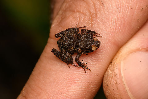 Serranobatrachus delicatus, Santa Marta, Colombia On our guide Manuel's index finger. ID by Andr&eacute;s Camilo Montes-Correa.
https://www.jungledragon.com/image/165012/serranobatrachus_delicatus_santa_marta_colombia.html Colombia,Colombia 2024,Fall,Geotagged,Santa Marta,Serranobatrachus delicatus,Sierra Nevada de Santa Marta,South America,World