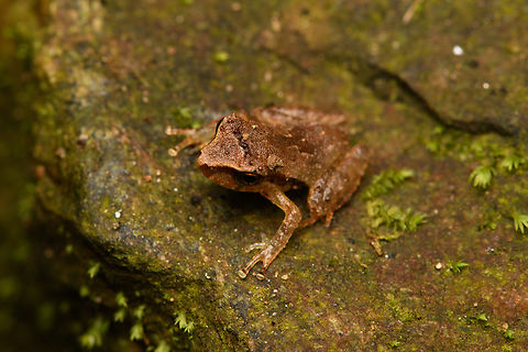 Serranobatrachus sanctaemartae - juvenile, Santa Marta, Colombia  Colombia,Colombia 2024,Fall,Geotagged,Santa Marta,Sierra Nevada de Santa Marta,South America,World
