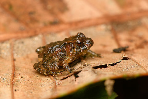 Serranobatrachus megalops #4, Santa Marta, Colombia  Colombia,Colombia 2024,Fall,Geotagged,Santa Marta,Serranobatrachus megalops,Sierra Nevada de Santa Marta,South America,World
