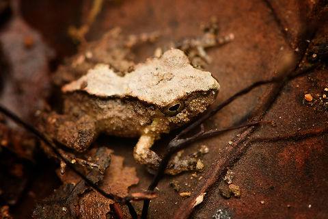 Serranobatrachus megalops #5, Santa Marta, Colombia https://www.jungledragon.com/image/165018/serranobatrachus_megalops_5_santa_marta_colombia.html Colombia,Colombia 2024,Fall,Geotagged,Santa Marta,Serranobatrachus megalops,Sierra Nevada de Santa Marta,South America,World