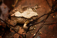 Serranobatrachus megalops #5, Santa Marta, Colombia https://www.jungledragon.com/image/165018/serranobatrachus_megalops_5_santa_marta_colombia.html Colombia,Colombia 2024,Fall,Geotagged,Santa Marta,Serranobatrachus megalops,Sierra Nevada de Santa Marta,South America,World