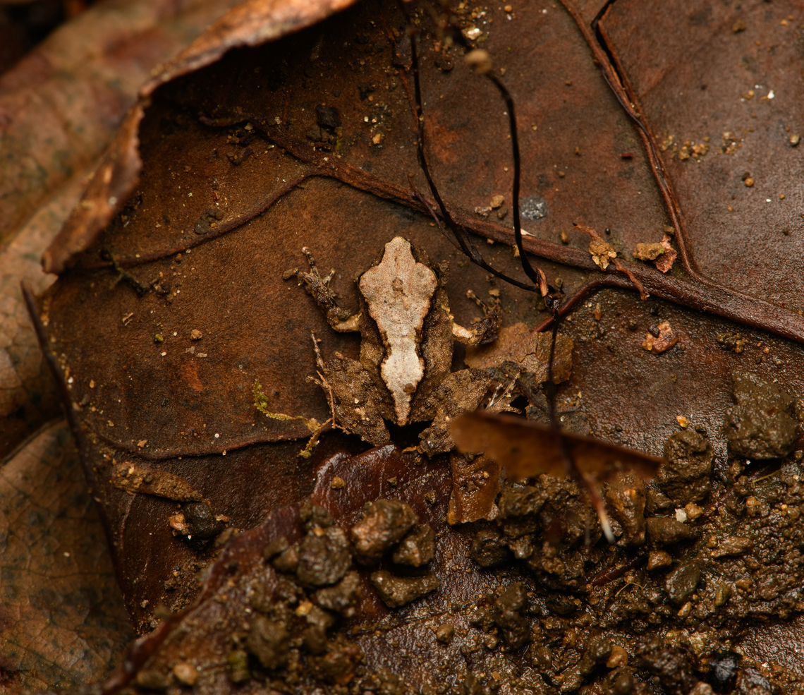 Serranobatrachus megalops #5, Santa Marta, Colombia <figure class="photo"><a href="https://www.jungledragon.com/image/165017/serranobatrachus_megalops_5_santa_marta_colombia.html" title="Serranobatrachus megalops #5, Santa Marta, Colombia"><img src="https://s3.amazonaws.com/media.jungledragon.com/images/2/165017_thumb.jpg?AWSAccessKeyId=05GMT0V3GWVNE7GGM1R2&Expires=1763596810&Signature=3OFer6JKRatT94C1mVkV%2Bh%2F0eYE%3D" width="200" height="134" alt="Serranobatrachus megalops #5, Santa Marta, Colombia https://www.jungledragon.com/image/165018/serranobatrachus_megalops_5_santa_marta_colombia.html Colombia,Colombia 2024,Fall,Geotagged,Santa Marta,Serranobatrachus megalops,Sierra Nevada de Santa Marta,South America,World" /></a></figure> Colombia,Colombia 2024,Fall,Geotagged,Santa Marta,Serranobatrachus megalops,Sierra Nevada de Santa Marta,South America,World