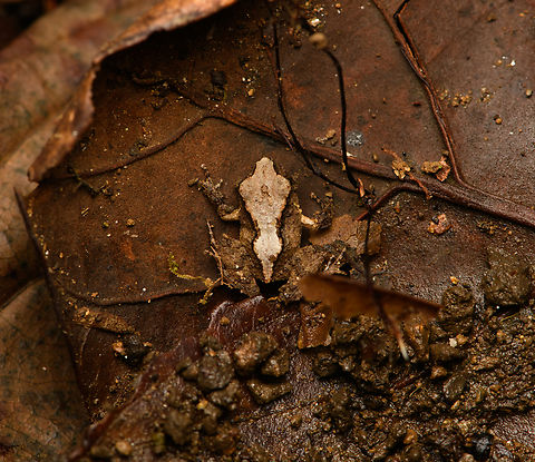 Serranobatrachus megalops #5, Santa Marta, Colombia https://www.jungledragon.com/image/165017/serranobatrachus_megalops_5_santa_marta_colombia.html Colombia,Colombia 2024,Fall,Geotagged,Santa Marta,Serranobatrachus megalops,Sierra Nevada de Santa Marta,South America,World