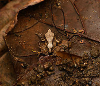Serranobatrachus megalops #5, Santa Marta, Colombia https://www.jungledragon.com/image/165017/serranobatrachus_megalops_5_santa_marta_colombia.html Colombia,Colombia 2024,Fall,Geotagged,Santa Marta,Serranobatrachus megalops,Sierra Nevada de Santa Marta,South America,World