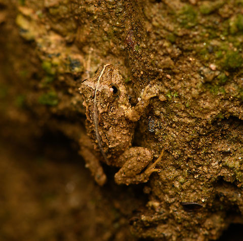 Serranobatrachus megalops #6, Santa Marta, Colombia  Colombia,Colombia 2024,Fall,Geotagged,Santa Marta,Serranobatrachus megalop,Serranobatrachus megalops,Sierra Nevada de Santa Marta,South America,World