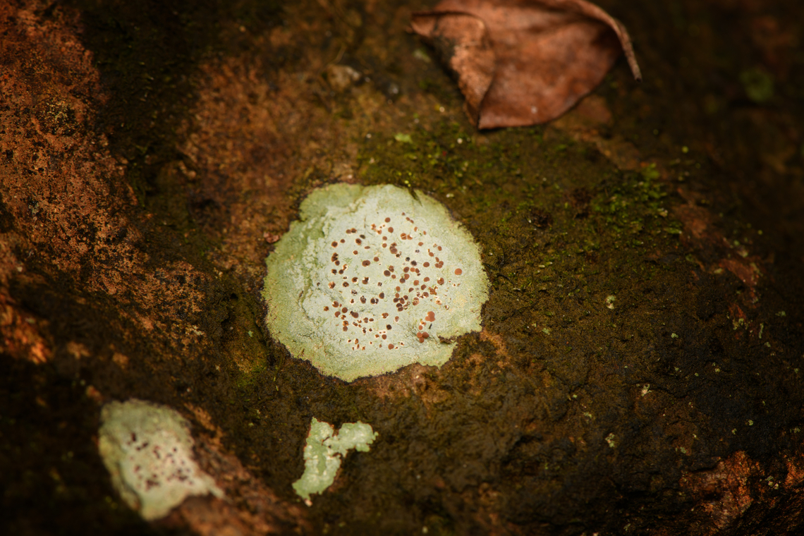 Speckled Lichen, Santa Marta, Colombia  Colombia,Colombia 2024,Fall,Geotagged,Santa Marta,Sierra Nevada de Santa Marta,South America,World