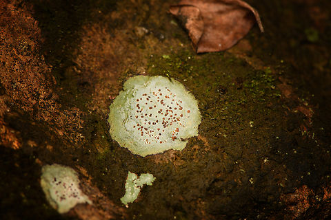 Speckled Lichen, Santa Marta, Colombia  Colombia,Colombia 2024,Fall,Geotagged,Santa Marta,Sierra Nevada de Santa Marta,South America,World