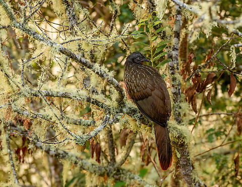 Band-tailed Guan during rain, Santa Marta, Colombia I managed to sneak up to this Band-tailed Guan because it did not hear me coming due to loud and heavy rain.
https://www.jungledragon.com/image/165022/band-tailed_guan_during_rain_-_closeup_santa_marta_colombia.html Band-tailed Guan,Colombia,Colombia 2024,Fall,Geotagged,Penelope argyrotis,Santa Marta,Sierra Nevada de Santa Marta,South America,World