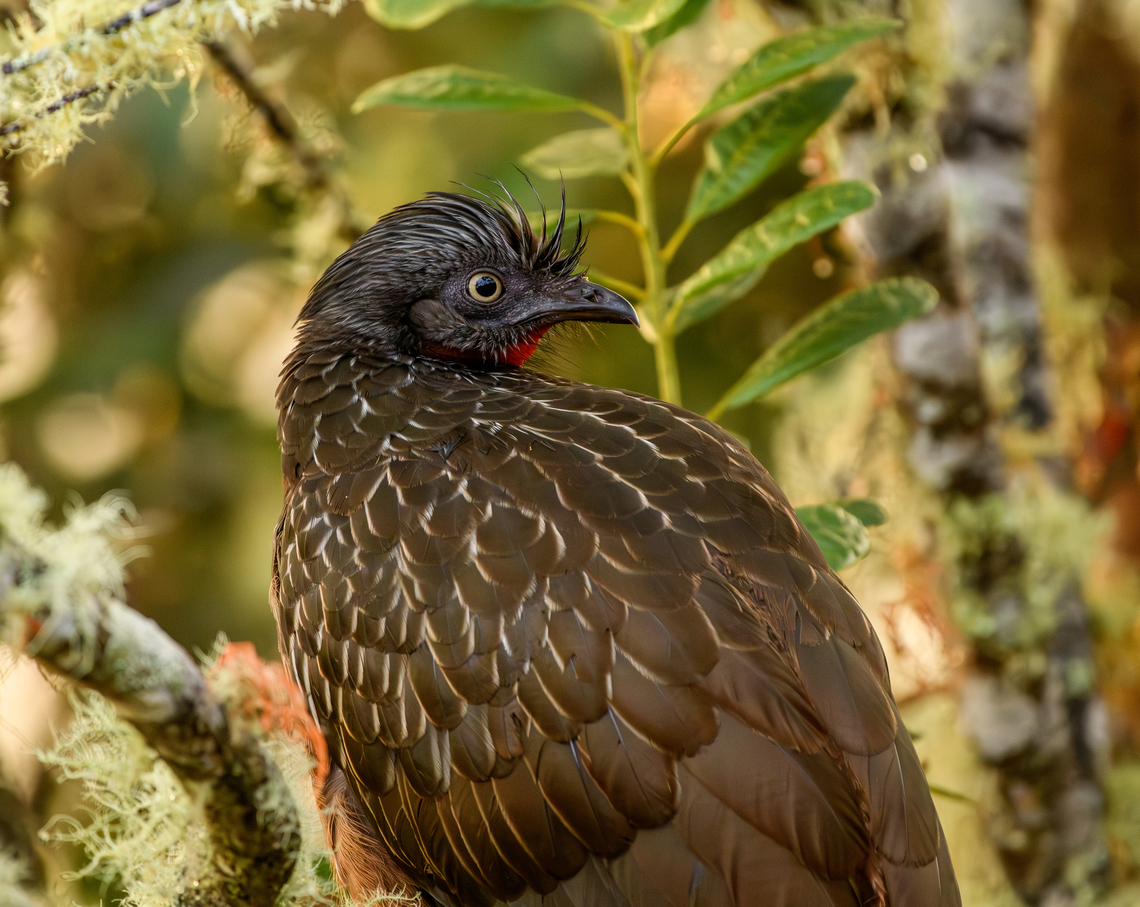 Band-tailed Guan during rain - closeup, Santa Marta, Colombia I managed to sneak up to this Band-tailed Guan because it did not hear me coming due to loud and heavy rain.<br />
<figure class="photo"><a href="https://www.jungledragon.com/image/165021/band-tailed_guan_during_rain_santa_marta_colombia.html" title="Band-tailed Guan during rain, Santa Marta, Colombia"><img src="https://s3.amazonaws.com/media.jungledragon.com/images/2/165021_thumb.jpg?AWSAccessKeyId=05GMT0V3GWVNE7GGM1R2&Expires=1763596810&Signature=u9qoJg7G%2BYTEkoy4j3FU29o2Y5o%3D" width="200" height="156" alt="Band-tailed Guan during rain, Santa Marta, Colombia I managed to sneak up to this Band-tailed Guan because it did not hear me coming due to loud and heavy rain.<br />
https://www.jungledragon.com/image/165022/band-tailed_guan_during_rain_-_closeup_santa_marta_colombia.html Band-tailed Guan,Colombia,Colombia 2024,Fall,Geotagged,Penelope argyrotis,Santa Marta,Sierra Nevada de Santa Marta,South America,World" /></a></figure> Band-tailed Guan,Colombia,Colombia 2024,Fall,Geotagged,Penelope argyrotis,Santa Marta,Sierra Nevada de Santa Marta,South America,World