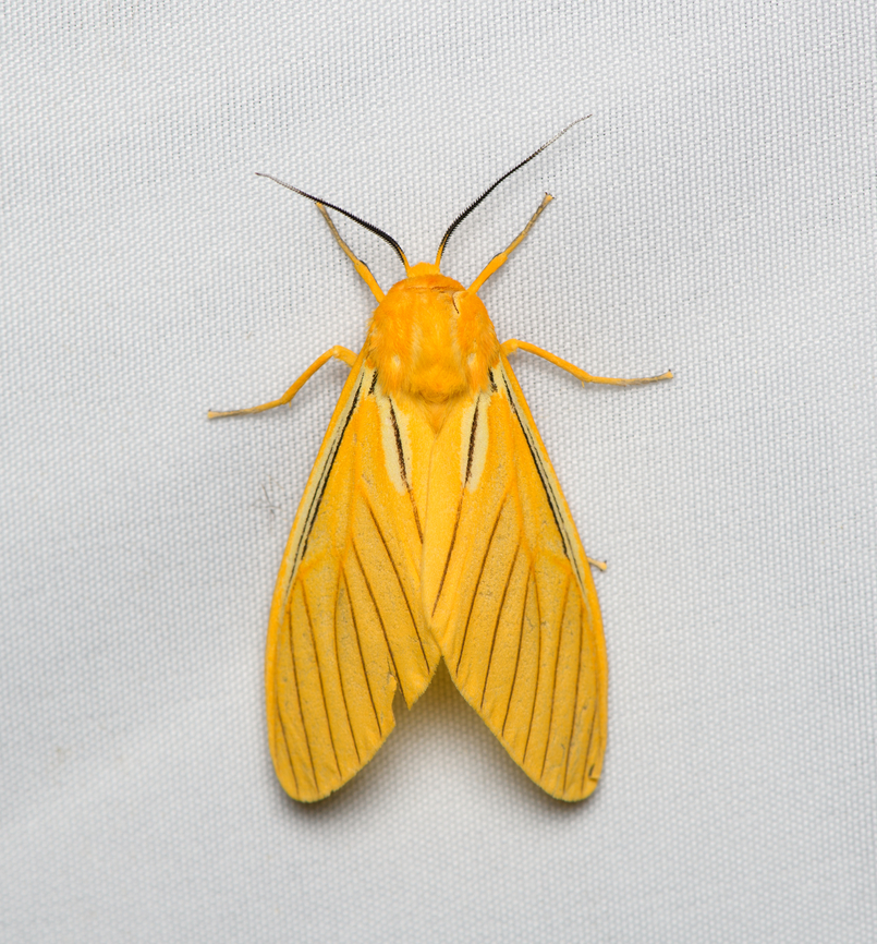 Pseudischnocampa nervosa, Santa Marta, Colombia Tentative ID, less likely candidate species is Pseudischnocampa striata. Black-veined Yellow,Colombia,Colombia 2024,Fall,Geotagged,Pseudischnocampa nervosa,Santa Marta,Sierra Nevada de Santa Marta,South America,World