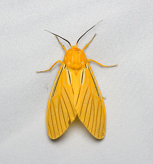 Pseudischnocampa nervosa, Santa Marta, Colombia Tentative ID, less likely candidate species is Pseudischnocampa striata. Black-veined Yellow,Colombia,Colombia 2024,Fall,Geotagged,Pseudischnocampa nervosa,Santa Marta,Sierra Nevada de Santa Marta,South America,World