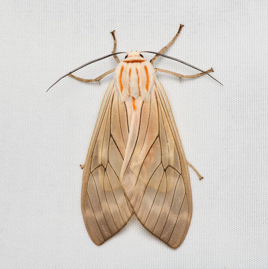 Amastus aconia #2, Santa Marta, Colombia  Amastus aconia,Colombia,Colombia 2024,Fall,Geotagged,Santa Marta,Sierra Nevada de Santa Marta,South America,World