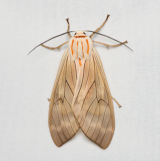 Amastus aconia #2, Santa Marta, Colombia  Amastus aconia,Colombia,Colombia 2024,Fall,Geotagged,Santa Marta,Sierra Nevada de Santa Marta,South America,World