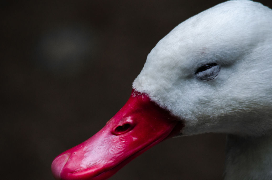 Coscoroba Swan closeup, Epe Zoo It took me quite a while to identify this one. It&#039;s head looks like a duck, and its body size suggests it being a large duck, yet in fact it is the smallest swan. Note that I did not saturate the bill, it really is that red. Coscoroba Swan,Coscoroba coscoroba,Epe,Europe,Geotagged,Netherlands,The Netherlands,Wissel