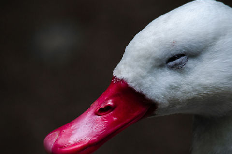Coscoroba Swan closeup, Epe Zoo It took me quite a while to identify this one. It's head looks like a duck, and its body size suggests it being a large duck, yet in fact it is the smallest swan. Note that I did not saturate the bill, it really is that red. Coscoroba Swan,Coscoroba coscoroba,Epe,Europe,Geotagged,Netherlands,The Netherlands,Wissel