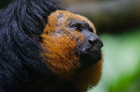 White-faced Saki (young male) - Epe Zoo  Epe,Europe,Geotagged,Netherlands,Pithecia pithecia,The Netherlands,White-faced saki,Wissel