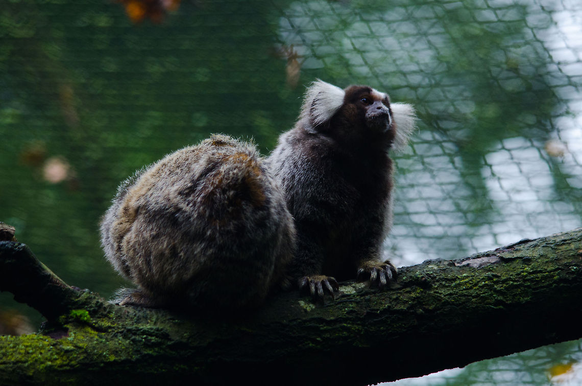 Common marmosets, Epe Zoo I wouldn&#039;t mind seeing these in the wild instead. They are very social, busy, expressive creatures. They spend most of their time carving their teeth into trees, after which they drink the juice. They live in groups, where only the dominant female will breed. In fact, sub ordinate females cannot even get pregnant even if they wanted to. Callithrix jacchus,Common marmoset,Epe,Europe,Geotagged,Netherlands,The Netherlands,Wissel