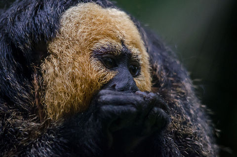 White-faced Saki (old male) - Epe Zoo  Epe,Europe,Geotagged,Netherlands,Pithecia pithecia,The Netherlands,White-faced saki,Wissel
